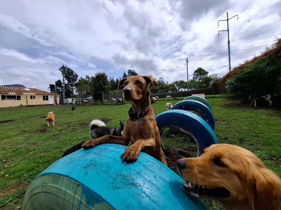 Perros jugando sobre llantas azules