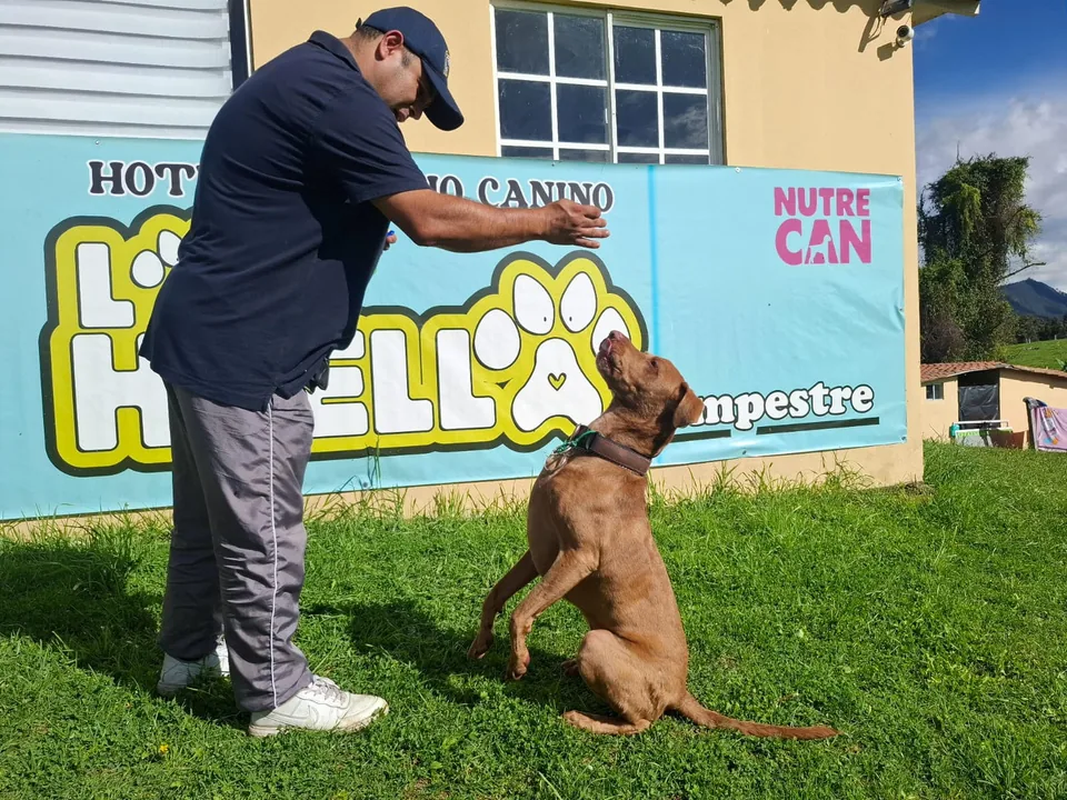 Entrenador dando clase a un perro atento