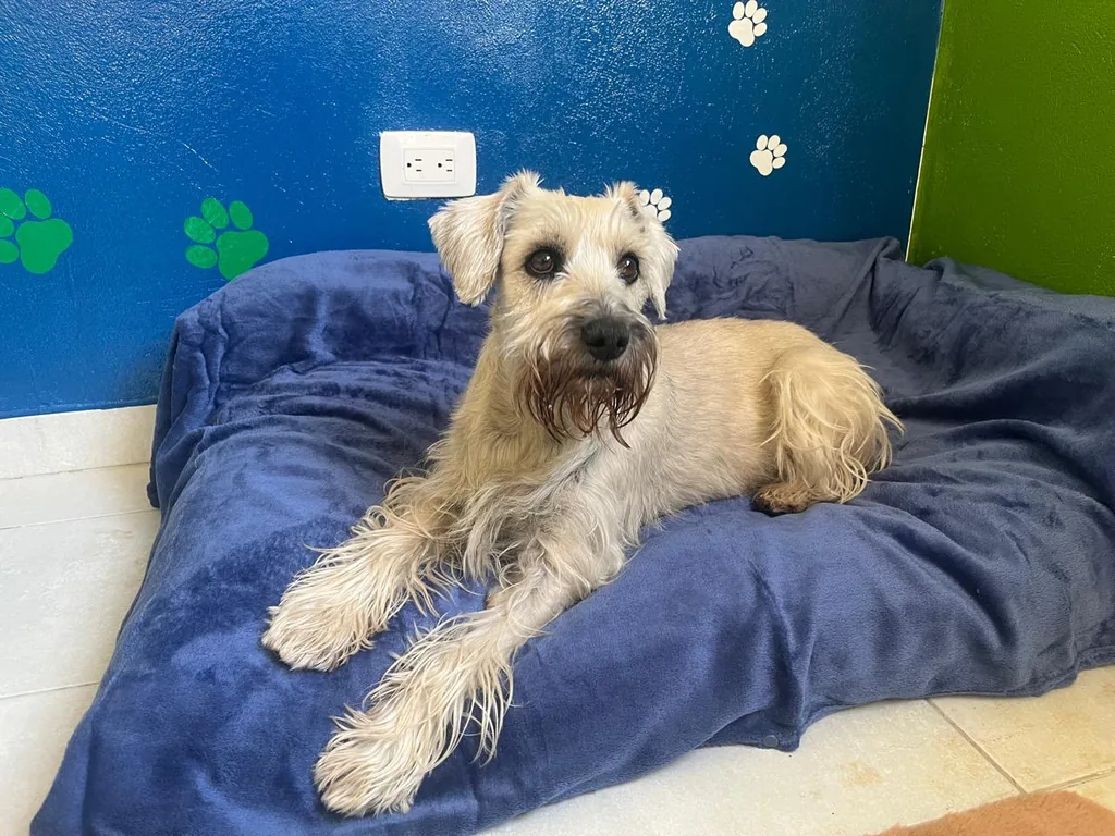 Schnauzer acostado en cama azul del hotel