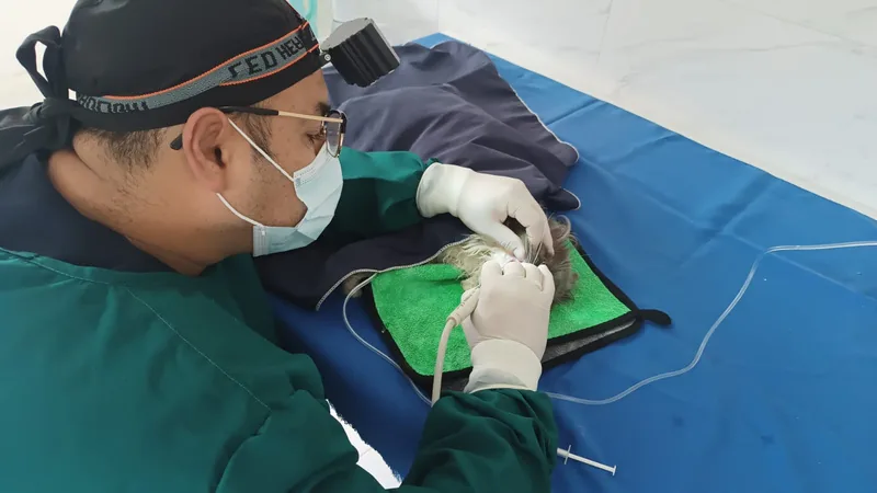 Veterinario realizando odontología canina