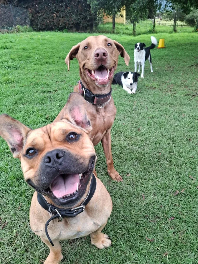 Tres perros felices mirando a cámara