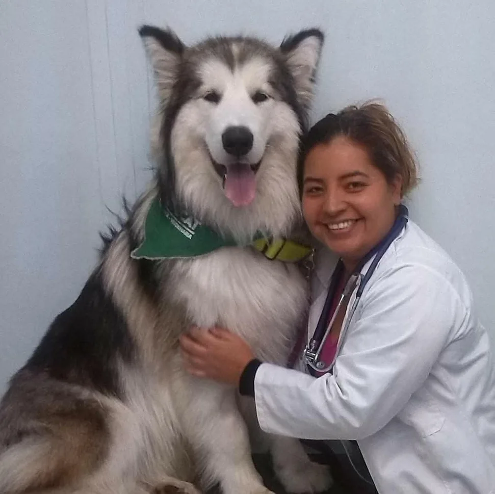 Veterinaria abrazando a un malamute gigante